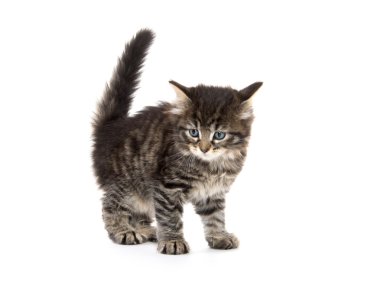 Şirin Bebek tabby yavru kedi beyaz