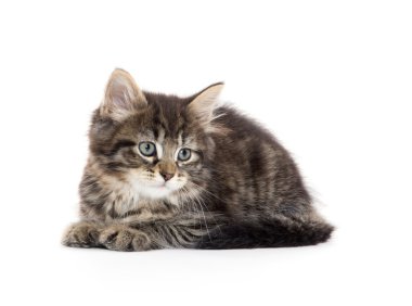 Şirin Bebek tabby yavru kedi beyaz