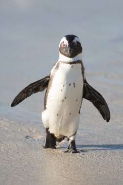 Sahilde Afrika penguen