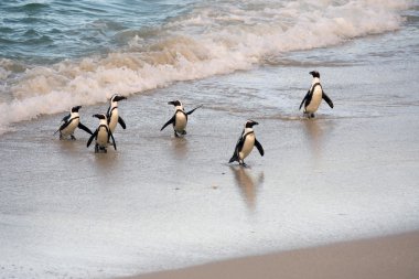 Sahilde Afrika penguenler