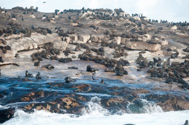 Seal Adası False Bay, Güney Afrika