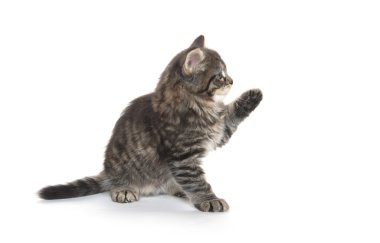 Şirin Bebek tabby yavru kedi beyaz