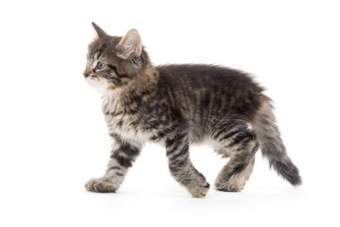 Şirin Bebek tabby yavru kedi beyaz