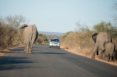 Yolda Afrika fili