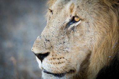 erkek aslan