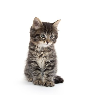 Şirin Bebek tabby yavru kedi beyaz