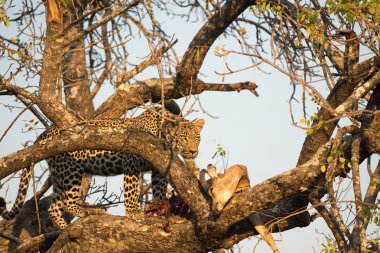 Impala üzerinde besleme leopar