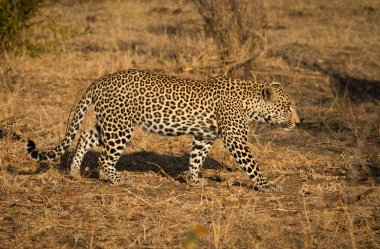 Sabah güneşi Leopard