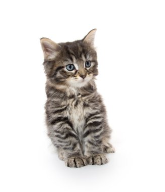 Şirin Bebek tabby yavru kedi beyaz