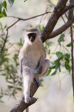 bir ağaçta Vervet maymun