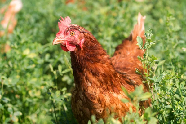 Red sex link chickens — Stock Photo, Image