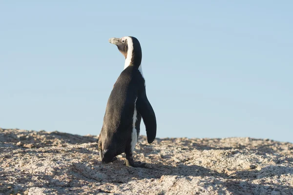 Pingwin przylądkowy na plaży — Zdjęcie stockowe