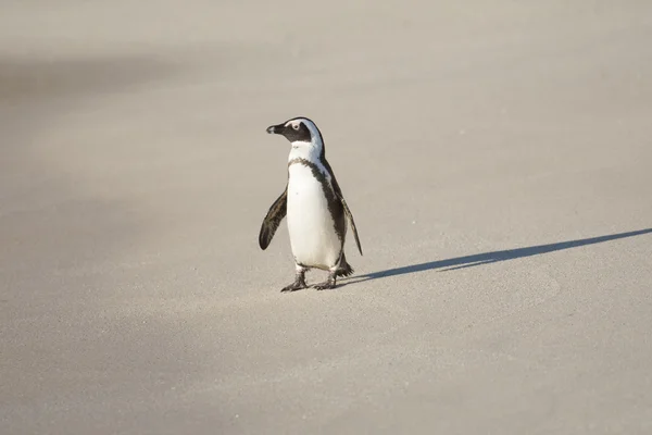 ビーチでのアフリカのペンギン — ストック写真