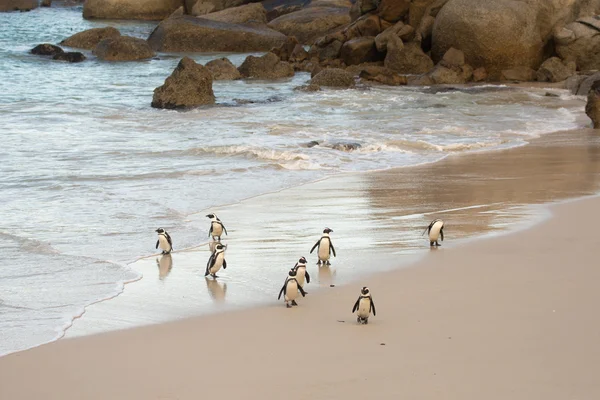 海岸のアフリカのペンギン — ストック写真