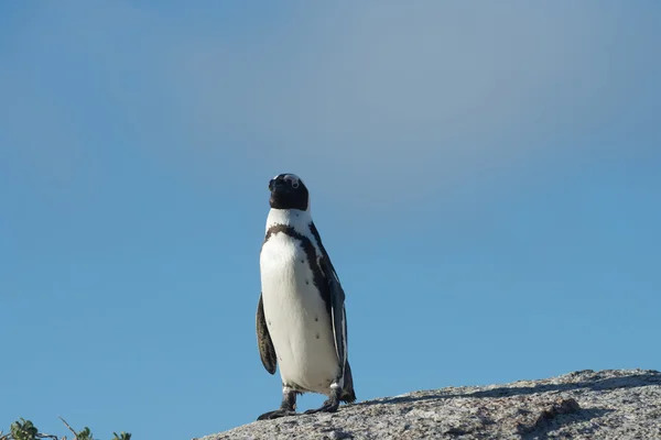 Pingwin przylądkowy i błękitne niebo — Zdjęcie stockowe