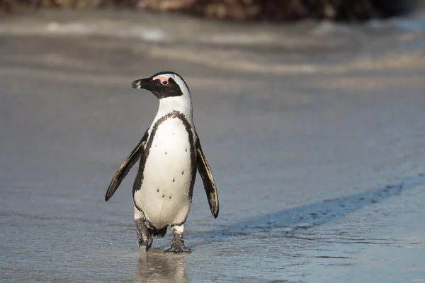Африканский пингвин на пляже — стоковое фото