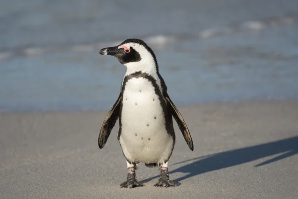 Pinguim africano na praia — Fotografia de Stock