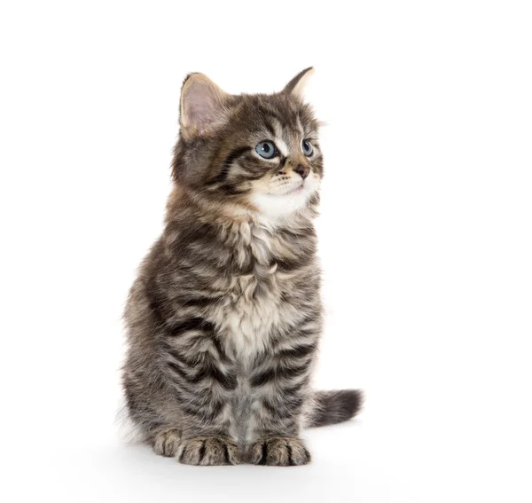 Carino bambino tabby gattino su bianco — Foto Stock