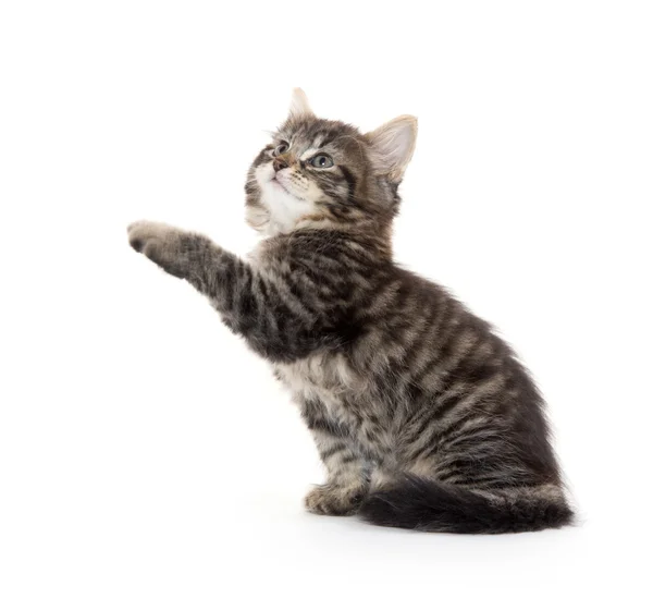 Lindo bebé tabby gatito en blanco —  Fotos de Stock