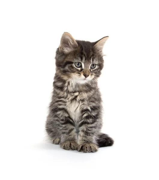 Lindo bebé tabby gatito en blanco —  Fotos de Stock