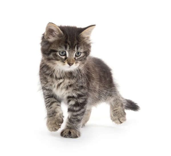 Schattige baby tabby kitten op wit — Stockfoto