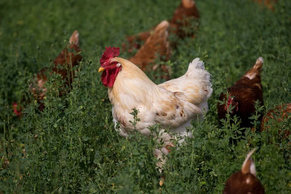 Red sex link chickens — Stock Photo, Image