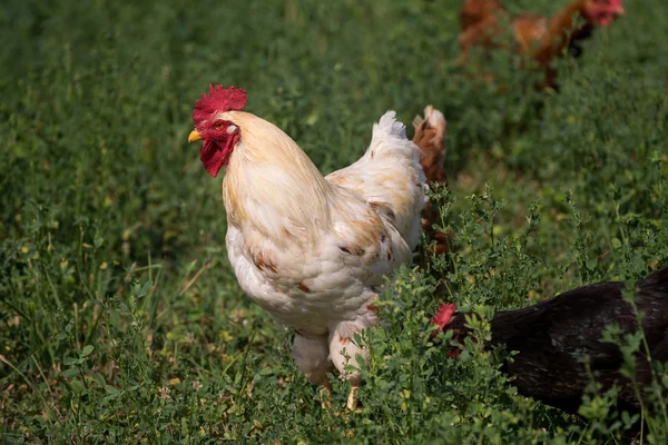 Red sex link galinhas — Fotografia de Stock