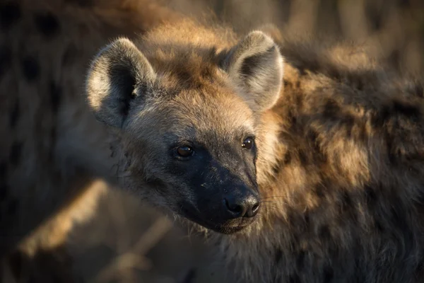 Gevlekte hyena — Stockfoto