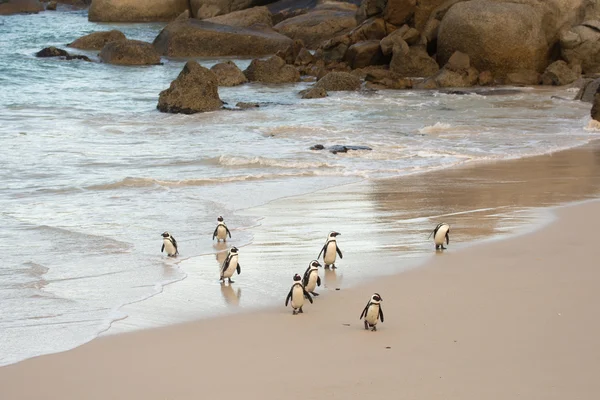Pingüinos africanos en la orilla — Foto de Stock