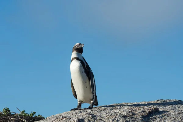 アフリカのペンギンと青空 — ストック写真