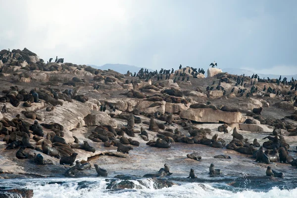 Seal Island in False Bay, Sud Africa — Foto Stock