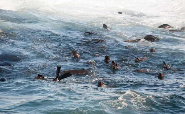 Sellos de piel de Cabo — Foto de Stock