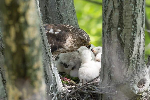 Cooper-s hawk krmení mláďat — Stock fotografie