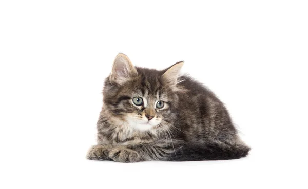 Lindo bebé tabby gatito en blanco —  Fotos de Stock