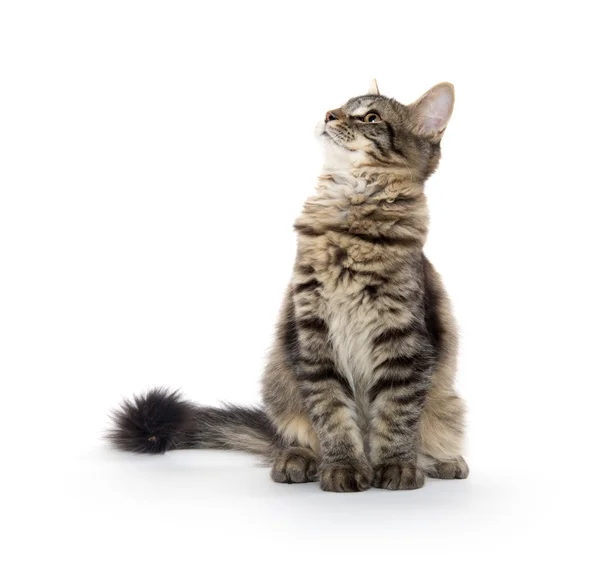 Cute tabby cat — Stock Photo, Image