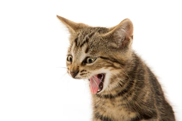 Cute tabby kitten — Stock Photo, Image