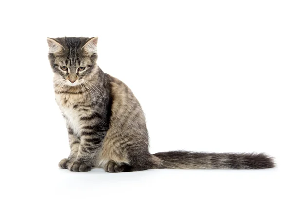 Gato bonito tabby — Fotografia de Stock