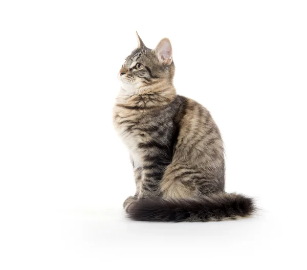 Roztomilý tabby cat — Stock fotografie