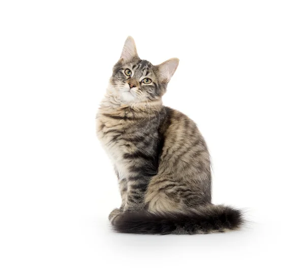 Schattig tabby kat — Stockfoto