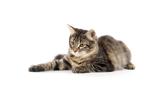 Söt tabby katt på vit — Stockfoto