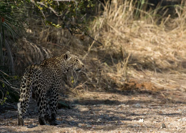 Леопард идет по высохшему руслу реки — стоковое фото
