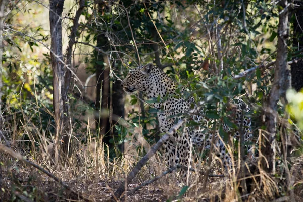 Леопард в кустах — стоковое фото