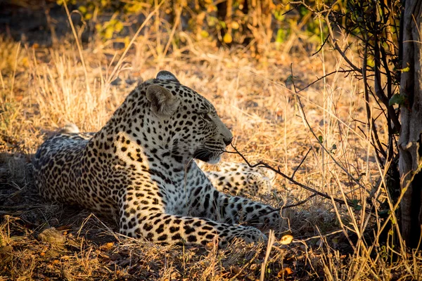 Leopard ruht sich morgens im Schatten im Busch aus — Stockfoto