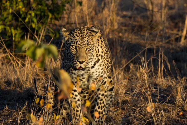 Leopardo descansando na sombra no arbusto durante a manhã — Fotografia de Stock
