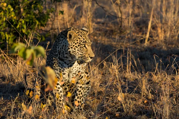 Leopardo descansando na sombra no arbusto durante a manhã — Fotografia de Stock