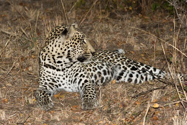Leopardo descansando en la sombra en el arbusto durante la mañana — Foto de Stock