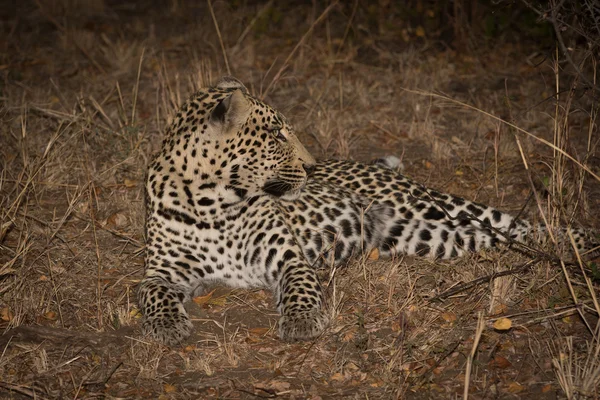 Леопард отдыхает в тени в кустах утром — стоковое фото