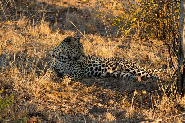 Leopardo descansando na sombra no arbusto durante a manhã — Fotografia de Stock