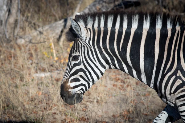 Zebra das planícies no arbusto — Fotografia de Stock
