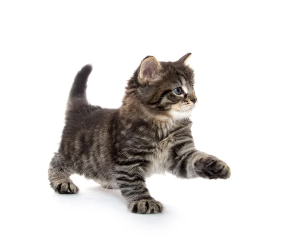 Carino bambino tabby gattino su bianco — Foto Stock